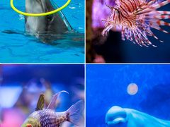 -海合安天津极地海洋公园