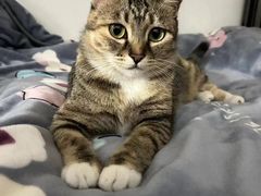 -伟伟宠物医院·CT影像中心·瑞派犬猫综合性门诊(汉口总院)