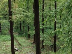 -黄海国家森林公园