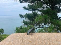 -灵山岛风景区