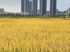 -光明小镇欢乐田园