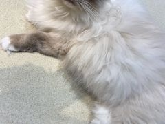 -藏猫猫咖啡主题馆(中央大道店)