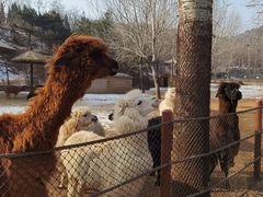 -大连森林动物园