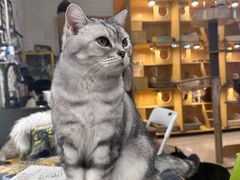 -平行世界·猫咖(首经贸店)