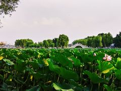 -长春市南湖公园