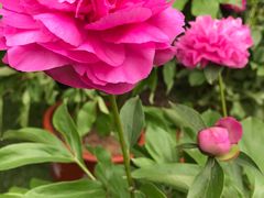 -广西壮族自治区药用植物园