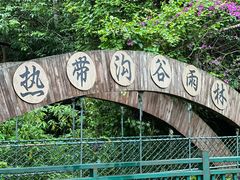 -西双版纳原始森林公园