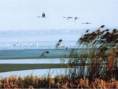 -盐城丹顶鹤湿地生态旅游区