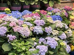 -溪岸路花鸟市场