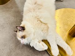 -飞行喵MR PILOT|猫舍·猫咖(静安大融城店)