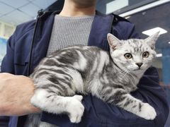 -佳怡动物医院·平价24小时·猫专科骨外科