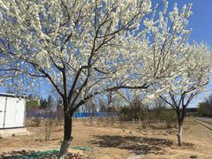 -永定河休闲森林公园