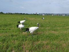 -盐城丹顶鹤湿地生态旅游区