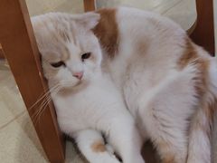 -藏猫猫咖啡主题馆(中央大道店)