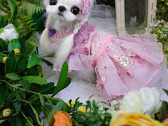 -萌宠之家·腊肠犬·马尔泰·小体犬舍