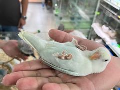 -苏州艺都古玩花鸟市场