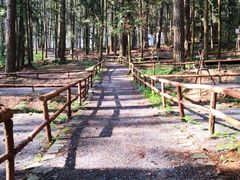 -重庆睡佛山森林公园