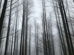 -武陵山森林公园