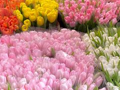 -循礼门鲜花花市(武汉循礼门店)