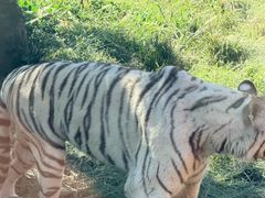 -上海野生动物园老虎餐厅