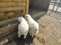 -长白岛森林公园