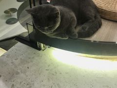 -飞行喵MR PILOT|猫舍·猫咖(静安大融城店)