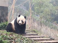 -中国大熊猫保护研究中心雅安碧峰峡基地