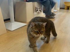 -有喵·猫咖·狗咖·30几只猫10只小狗(岗厦店)