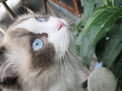 -喵屿·大理花园猫咖