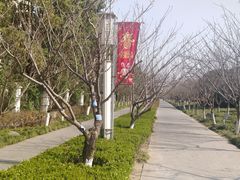-高东镇樱花园