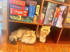 -浅草猫吧猫咖 购宠桌游 约会社交(红鼎国际名苑店)