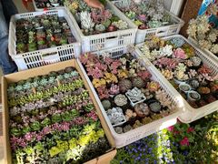 -溪岸路花鸟市场