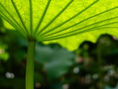 -陈家山荷花公园