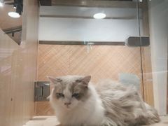 -屋虎猫馆(宝安大仟里店)