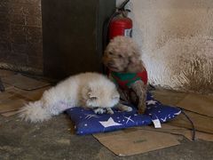 -萌喵宠狗爱心宠咖