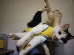 -佳怡动物医院·平价24小时·猫专科骨外科