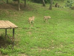 -大连森林动物园