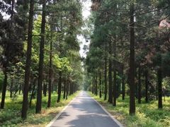 -崇明东平国家森林公园烧烤房车露营地