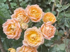 -泉乐坊步行街(烟酒特产平价超市店)