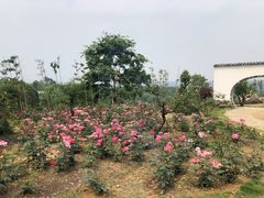 -都江堰玫瑰花溪谷