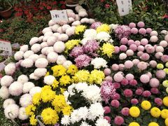 -三圣花乡旅游区