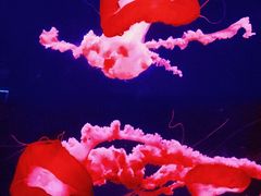 -西安曲江海洋极地公园