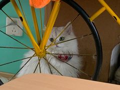 -猫在这儿猫咪咖啡馆·撸猫馆