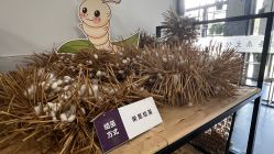 -太湖雪蚕桑文化园