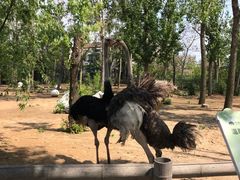 -大连森林动物园