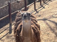 -石家庄市动物园