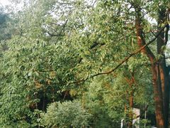 -铁山坪森林公园