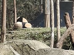 -中国大熊猫保护研究中心雅安碧峰峡基地