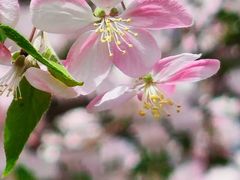 -海棠花溪(元大都城垣遗址公园)