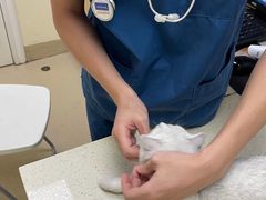 -芭比堂动物医院广州顽皮分院